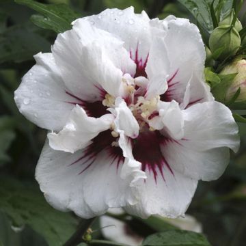 Hibiscus syriacus Speciosus - Double Ice Cream Rose of Sharon