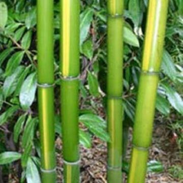 Phyllostachys vivax ''Huanwhenzu'' - 200-300cm Specimen +