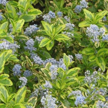 Ceanothus Eldorado - Golden Variegated Californian Lilac