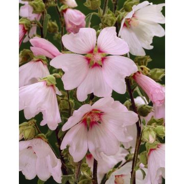 Lavatera Barnsley Baby