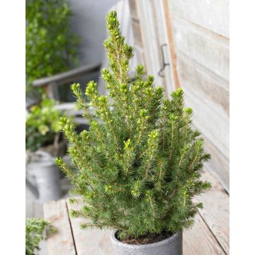 Picea glauca Conica - Dwarf alberta Spruce