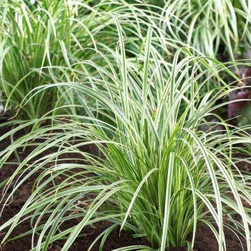 Carex Silver Sceptre