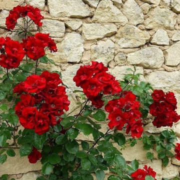 Rose Danse de Feu - Climbing Rose