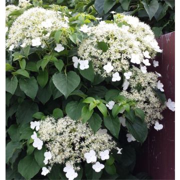 Hydrangea petiolaris - Climbing Hydrangea - Pack of THREE Hydrangea anomala Plants