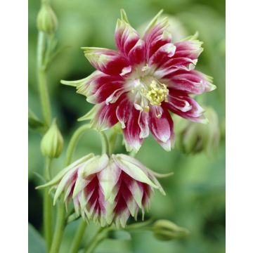 Aquilegia Nora Barlow - Granny's Bonnet, Columbine