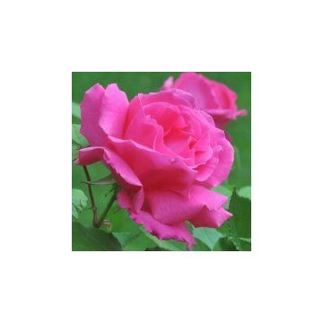 Large 5-6ft Specimen - Climbing Rose Zephirine Drouhin - The Thornless Rose
