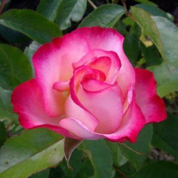 Rose Birthday Girl - Floribunda Rose