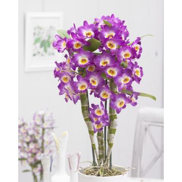 MOTHERS DAY - Noble PINK Dendrobium Tower Orchid