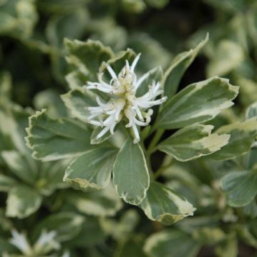 Pachysandra terminalis variegata - Variegated Japanese Spurge