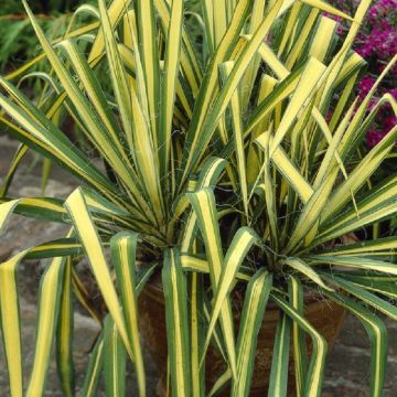 Yucca Colour Guard - Variegated Adams Needle