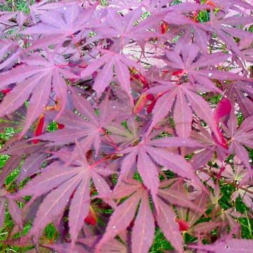 Acer palmatum Suminagashi - Japanese Maple