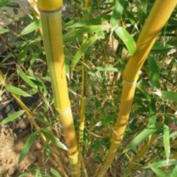 Phyllostachys aureocaulis spectablilis Bamboo - 150-170cm - Yellow Groove Bamboo