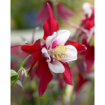 Aquilegia Red & White - Granny's Bonnet, Columbine Red Star