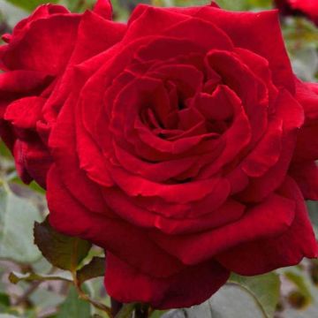 Rose Velvet Fragrance - Hybrid Tea Shrub Rose