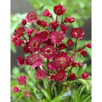 Astrantia major 'Claret' - Masterwort