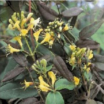 Lonicera Copper Beauty - Evergreen Honeysuckle