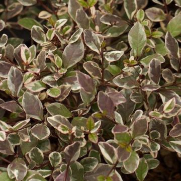 Lophomyrtus ralphii multicolour 'Magic Dragon'