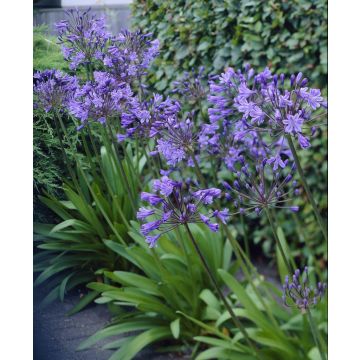 Agapanthus Delft Blue - Stunning Huge Football Sized Flower Heads