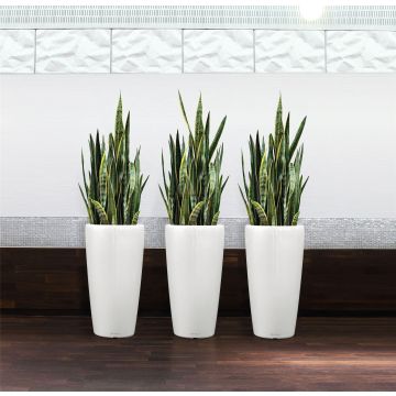 LARGE Variegated Snake Plants - Sansevieria Variegata 