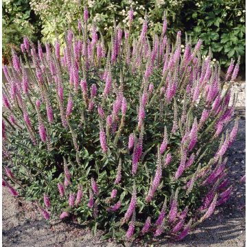 Veronica spicata Pink Damask - Speedwell