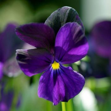 Viola 'Roscastle Black'