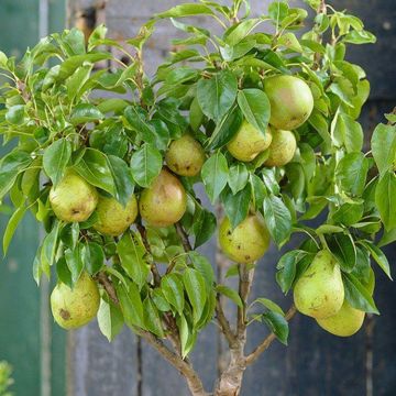 Patio Fruit Tree - Compact Williams Pear Tree