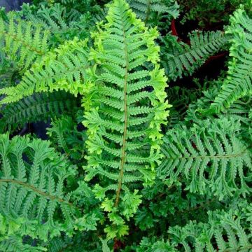 Dryopteris affinis 'Cristata The King' - Golden Male Fern