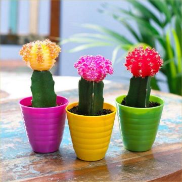 Moon Cactus Collection - THREE different Cacti Colours