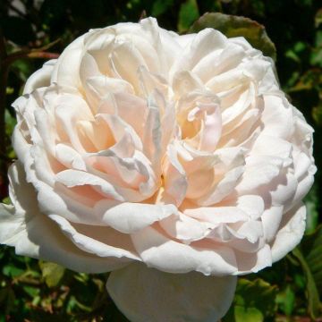 Rose 'Madame Alfred Carriere' - Climbing Rose