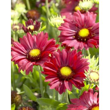 Gaillardia Burgundy - Gaillardia Blanket Flower