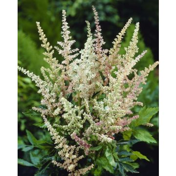 Astilbe Peaches and Cream