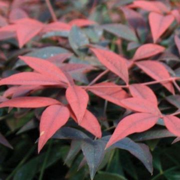 Nandina domestica Flirt - New Compact Heavenly Bamboo - Pack of THREE