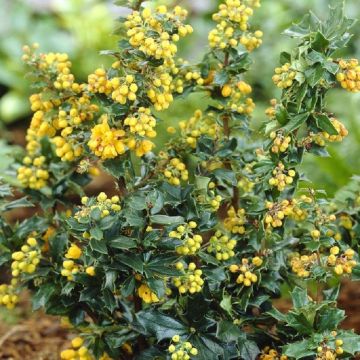 Berberis x lologensis 'Mystery Fire'