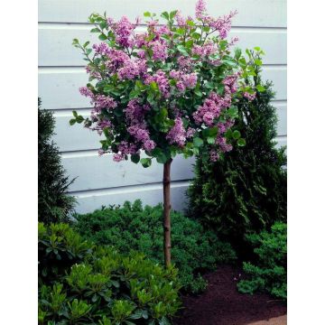 Dwarf Korean Lilac Tree - Syringa Palibin - PATIO Standard Tree -  circa 100cm tall