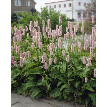 Persicaria bistorta 'Superba'