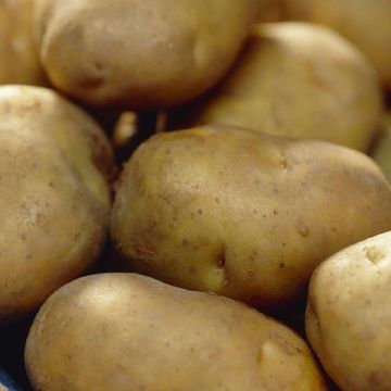 Wilja - 2nd Early Seed Potatoes - Pack of 10