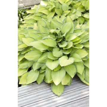 Hosta Gold Standard