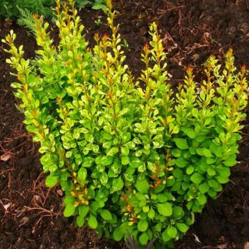 Berberis thunbergii Pow Wow