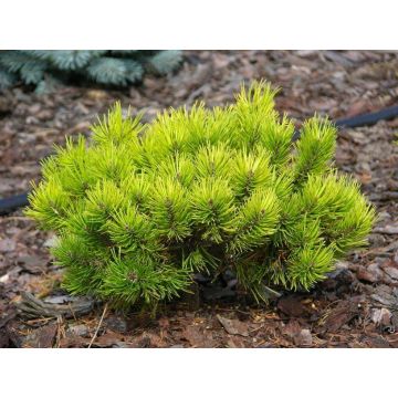 Pinus mugo Winter Gold - Dwarf Golden Mountain Pine