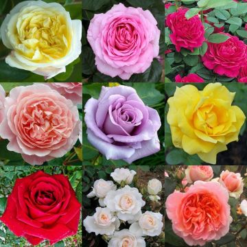 SPECIAL DEAL - Luxury Garden Roses - Premier Collection - Pack of SIX Assorted Bush Roses