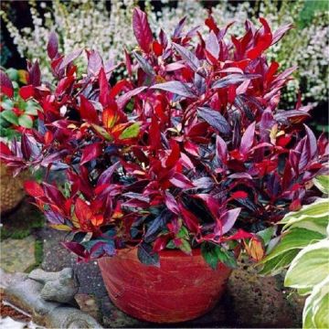 Leucothoe Zeblid Scarletta Plants - Perfect for Patio Planters