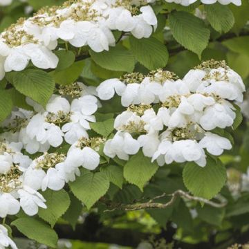 Viburnum plicatum Watanabe - Japanese Snow Bush