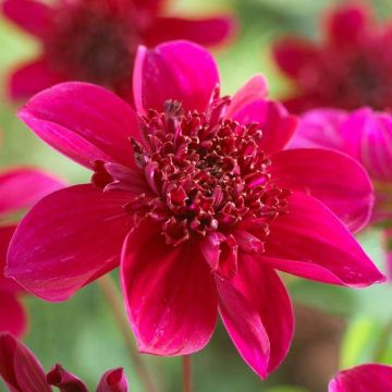 SPECIAL DEAL - Dahlia Purpinka