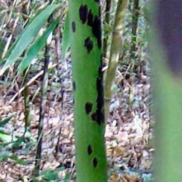 Phyllostachys bambusoides 'Tanakae' - Leopard Bamboo