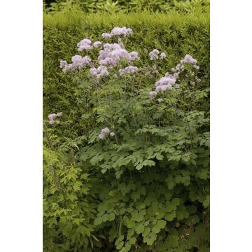 Thalictrum aquilegifolium