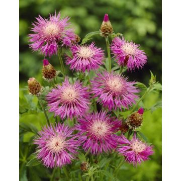 Centaurea ''Dealbata'' - Centurea