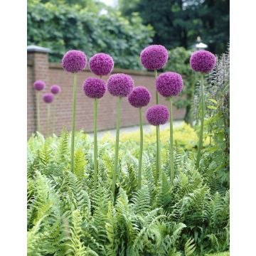 Allium giganteum - Ornamental Onion