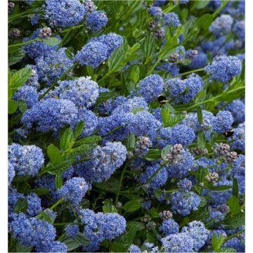 Ceanothus Victoria - Evergreen Californian Lilac - Pack of THREE Plants