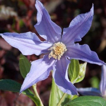 Clematis Blue River - Summer Flowering Clematis