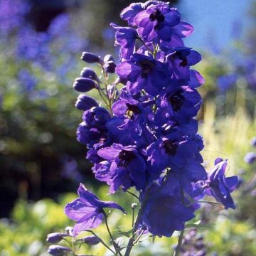 Delphinium Black Knight